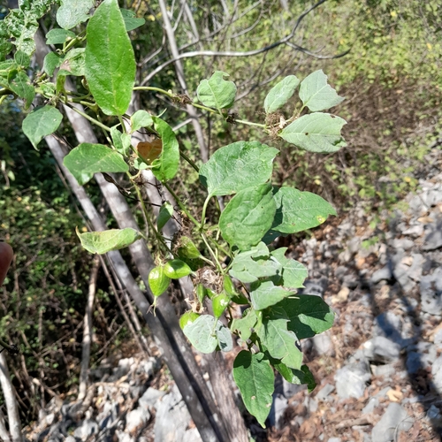 Paederia majungensis image