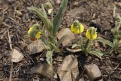 Hermannia lancifolia