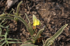 Hermannia lancifolia