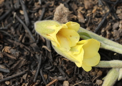 Hermannia lancifolia