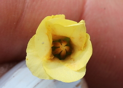 Hermannia lancifolia