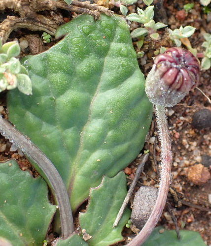 Image of Wild Babooncabbage (Othonna oleracea) by (c) Nicola van Berkel, some rights reserved (CC BY-SA)