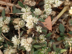 Alternanthera paronychioides