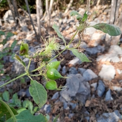 Image of Paederia majungensis