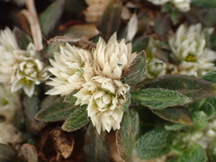 Alternanthera paronychioides