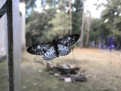 Percnia fumidaria