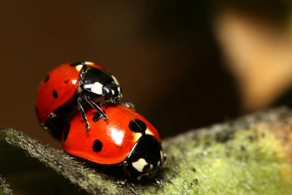 Seven-spotted Lady Beetle from יהודה בורלא 1, ירושלים, ישראל on ...