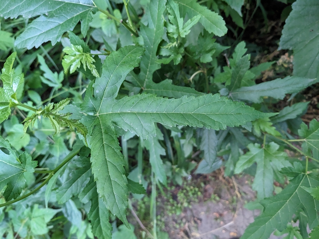Morus indica, Johns-Hopkins - Homewood, Baltimore, MD, EE. UU.