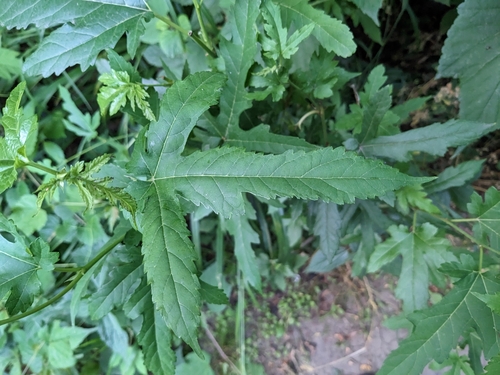 Morus indica