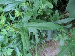Morus indica
