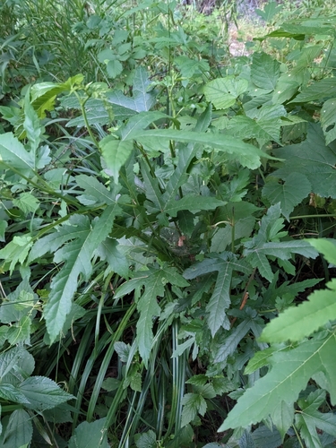 Morus indica