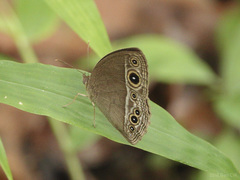 Mycalesis distanti