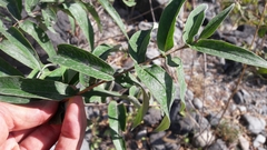 Woodfordia fruticosa