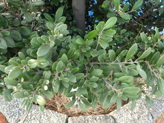 Diospyros ferrea