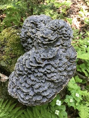 Trametes versicolor image