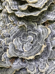 Trametes versicolor image