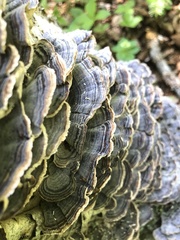 Trametes versicolor image