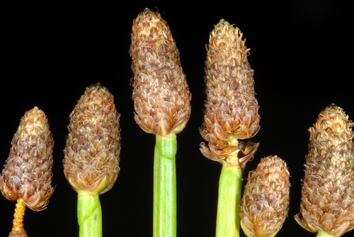 Eleocharis obtusa