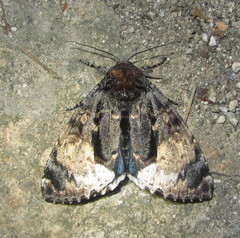 Disepholcia caerulea