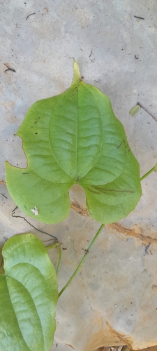 Dioscorea namorokensis