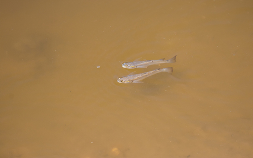 Shark mullet (Rhinomugil nasutus) — Mugilidae — 3