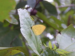 Pyrisitia dina westwoodi