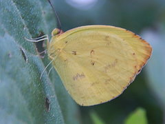 Pyrisitia dina westwoodi
