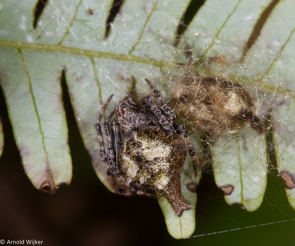 Eriovixia bannaensis