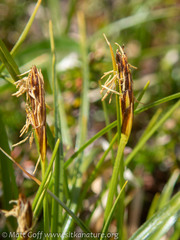 Carex anthoxanthea