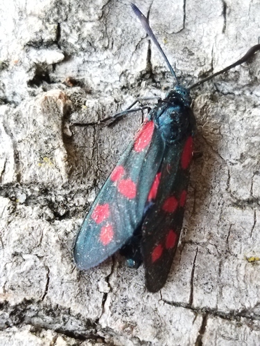 Six-spot burnet