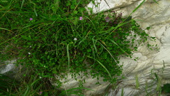 Convolvulus waitaha