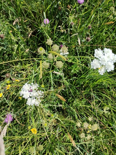 Image of Oenanthe silaifolia by no rights reserved