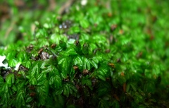 Hymenophyllum minimum