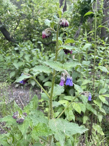 Prickly comfrey (Symphytum asperum)