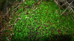 Hymenophyllum minimum