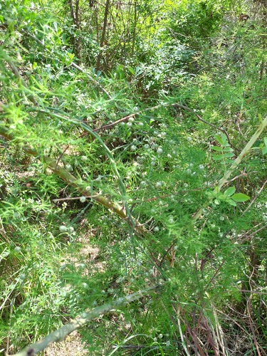 Asparagus persicus, photograph 5