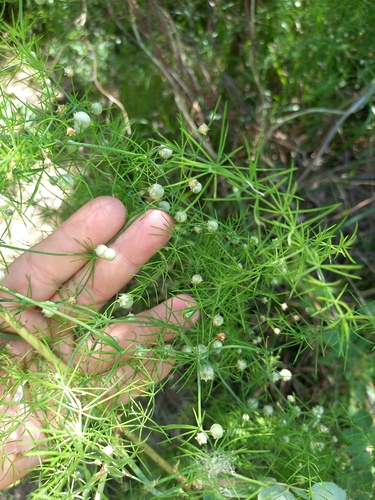 Asparagus persicus, photograph 6