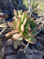 Aeonium decorum image