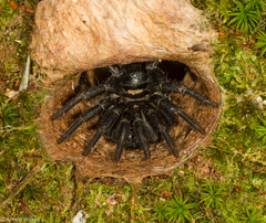 Liphistius malayanus