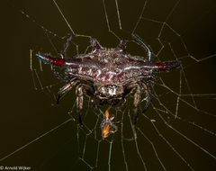 Gasteracantha diardi