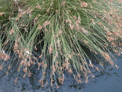 Fimbristylis sieboldii