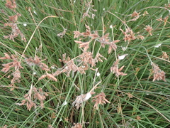 Fimbristylis sieboldii