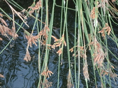 Fimbristylis sieboldii