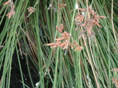 Fimbristylis sieboldii