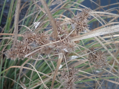 Cyperus javanicus