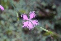 Dianthus pygmaeus