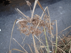 Cyperus javanicus