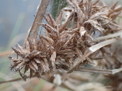 Cyperus javanicus