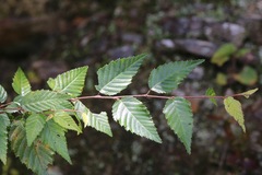Carpinus kawakamii