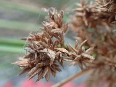 Cyperus javanicus
